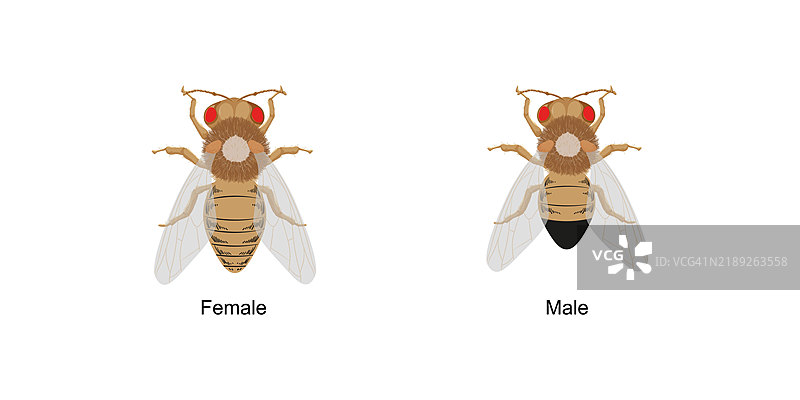 果蝇（Drosophila melanogaster）插图图片素材