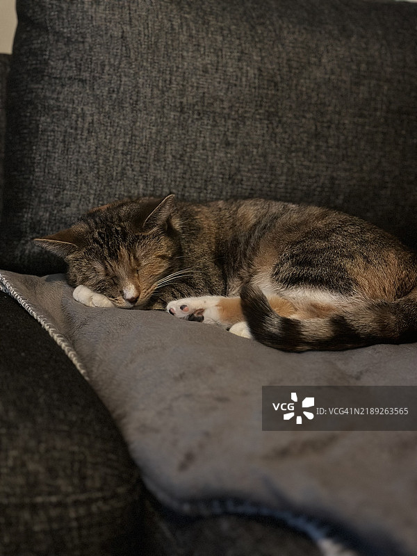 猫咪睡觉的特写，芬兰，苏omi图片素材