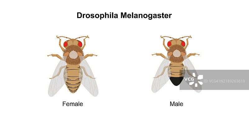 果蝇（Drosophila melanogaster）插图图片素材