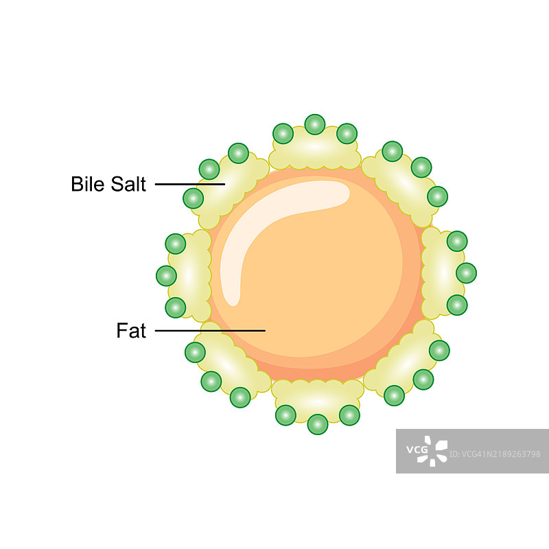 胆盐对脂肪乳化的插图图片素材