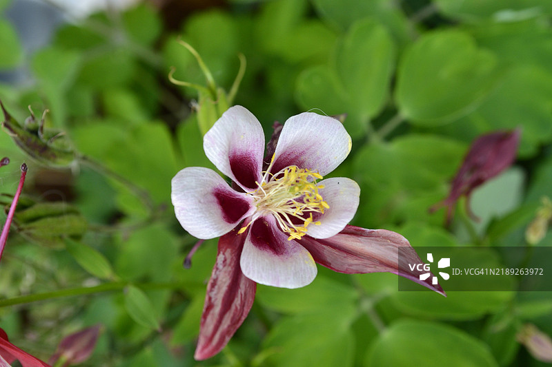 粉色花朵特写，科罗拉多州格里利，美国图片素材