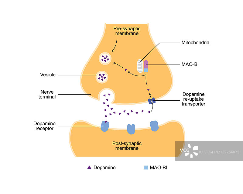 单胺氧化酶抑制剂插图图片素材
