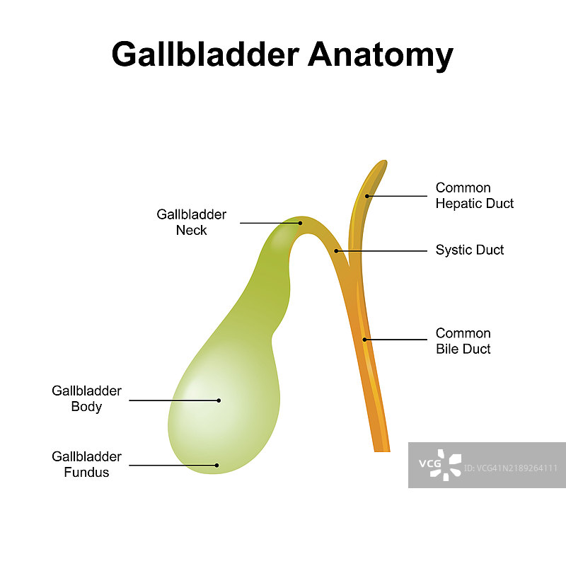 胆囊解剖图，插图图片素材