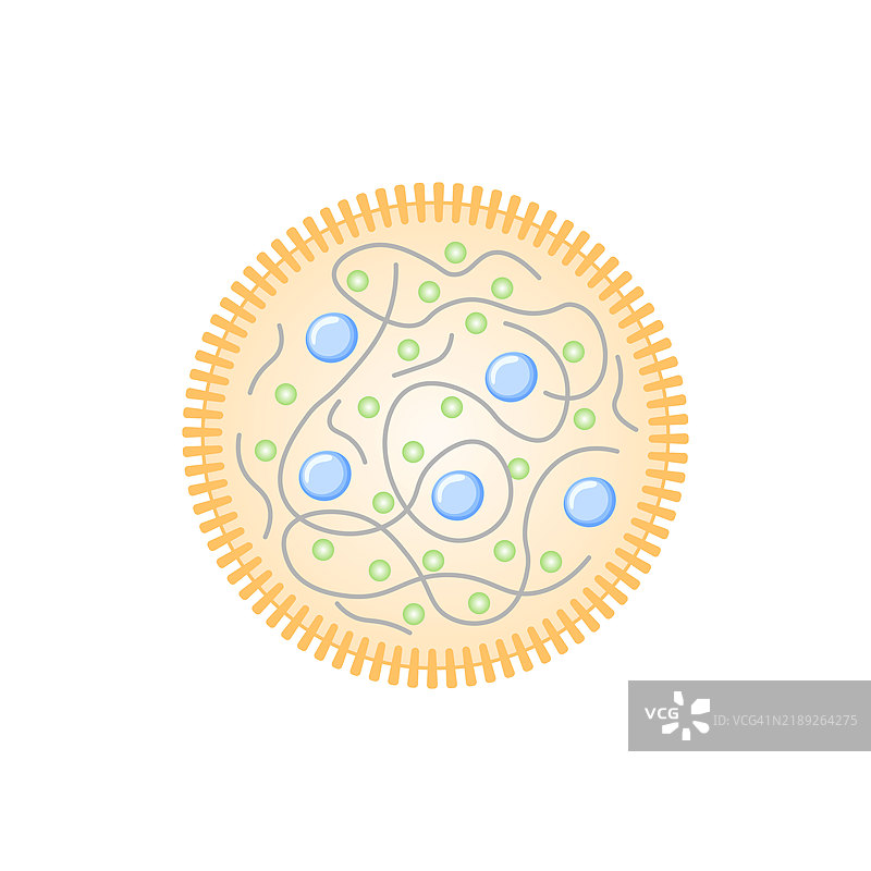 支原体结构插图图片素材