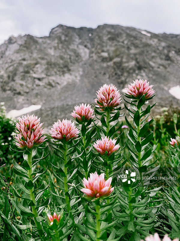 科罗拉多州布雷肯里奇的粉色开花植物特写图片素材