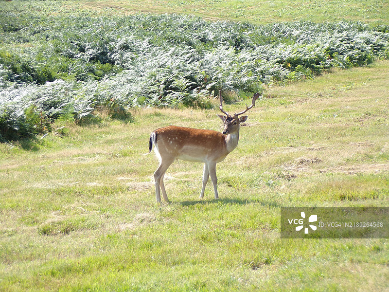 布拉德盖特乡村公园里的鹿图片素材