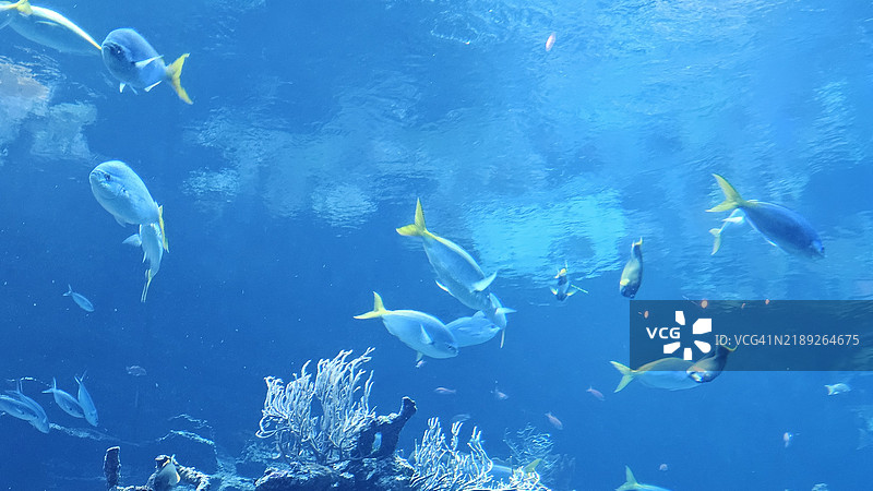 加州科学院水族馆中的鱼在游泳，位于美国旧金山的野生动物公园图片素材