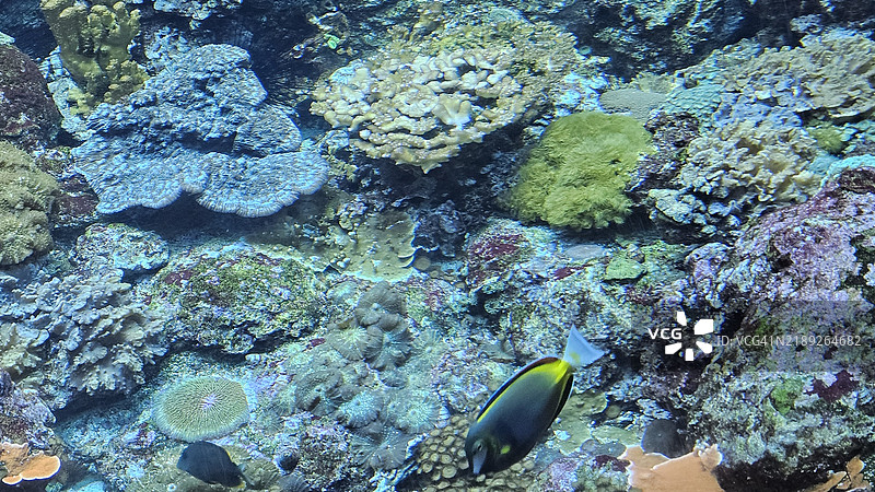 加州科学院水族馆中的鱼在游泳，位于美国旧金山，加利福尼亚州。图片素材