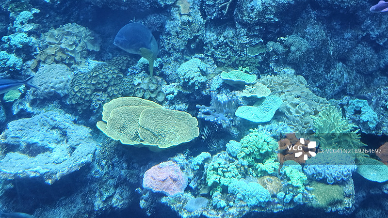加州科学院水族馆中的鱼在游泳，位于美国旧金山的野生动物公园图片素材