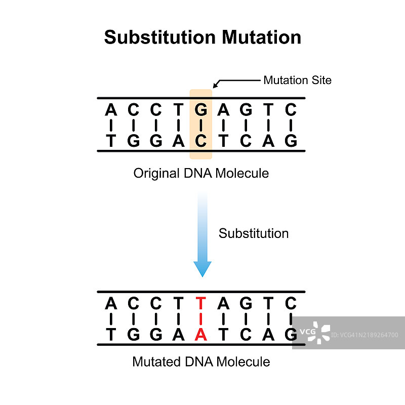 替代突变插图图片素材