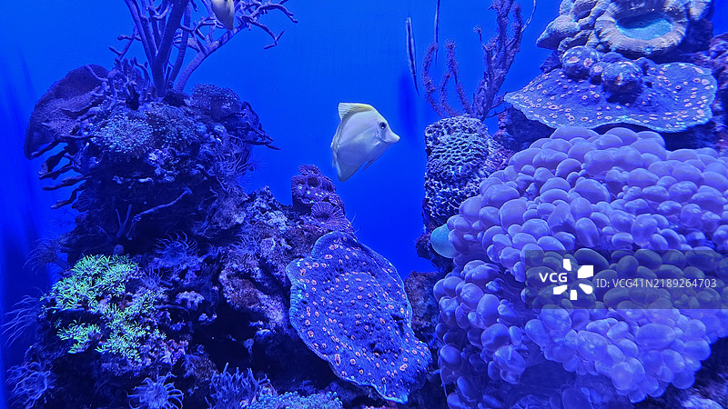 加州科学院水族馆中的鱼在游泳，位于美国旧金山的野生动物公园图片素材