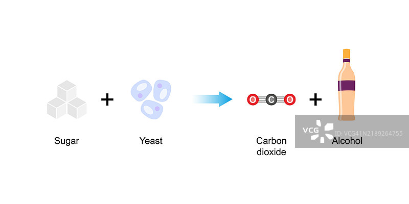 糖发酵插图图片素材