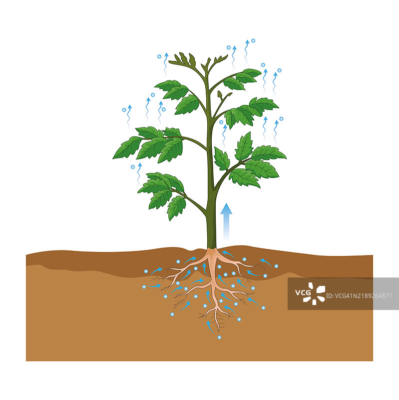 蒸腾作用插图图片素材