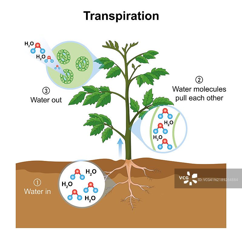 蒸腾作用插图图片素材