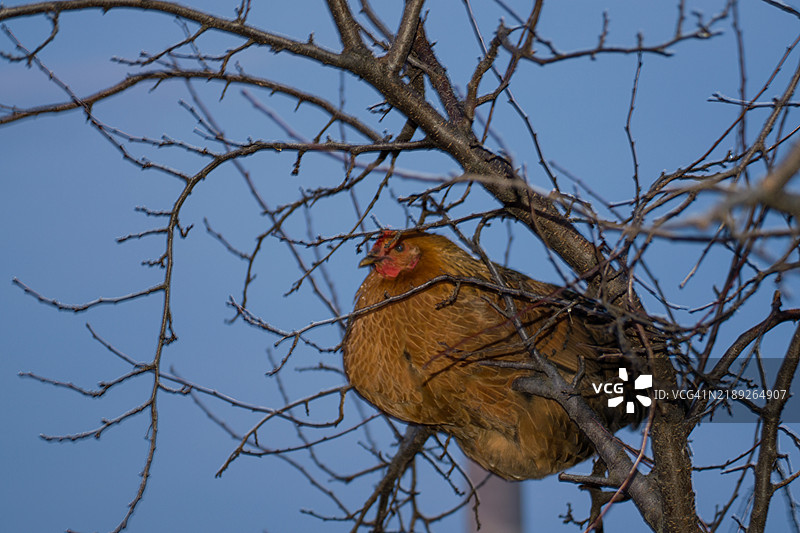 低角度视图的鸡栖息在树上，背景是天空图片素材