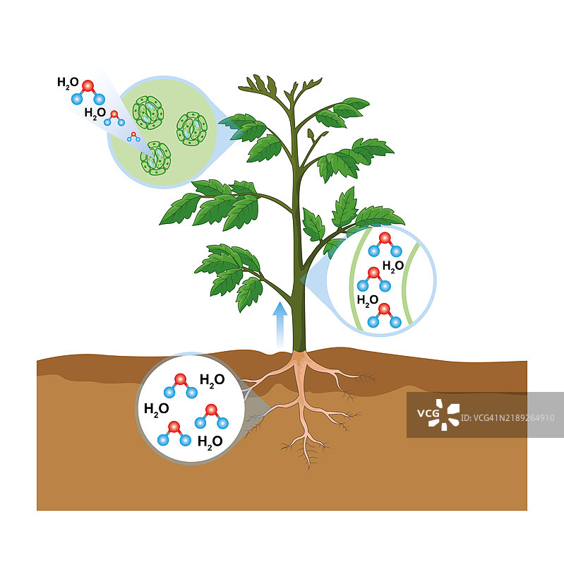 蒸腾作用插图图片素材
