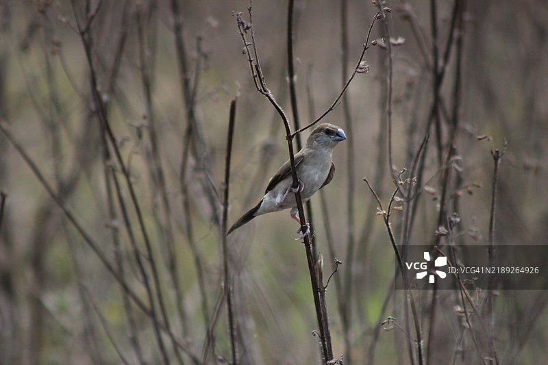 歌鸲鸟栖息在树枝上的特写，卡里姆纳格，特伦甘纳，印度图片素材