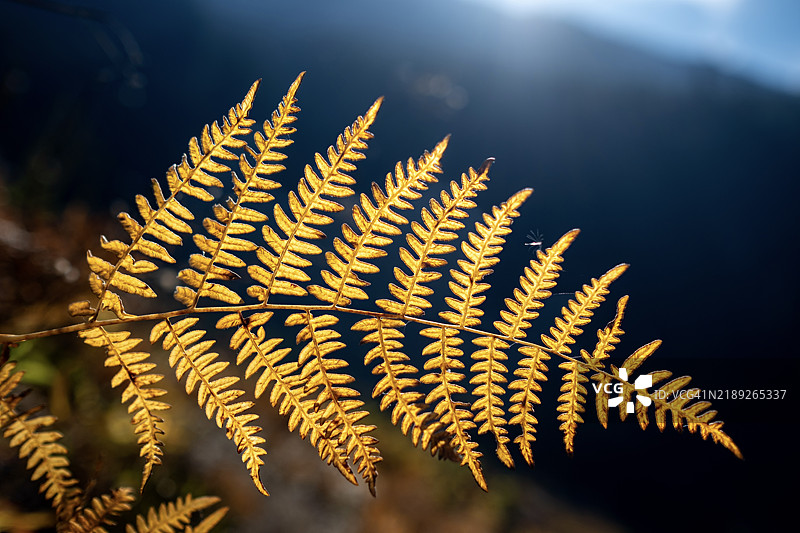 秋季柔和光线下的黄色蕨类植物叶子，华盛顿，美国图片素材