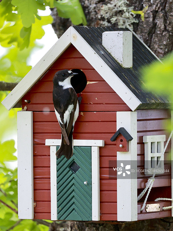 歌鸟栖息在鸟屋上的特写镜头图片素材