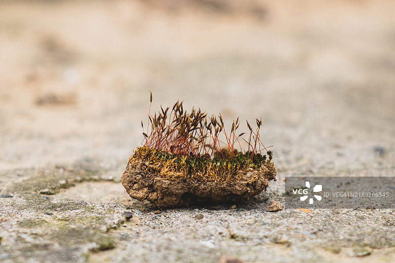 路边墙上的一片苔藓图片素材