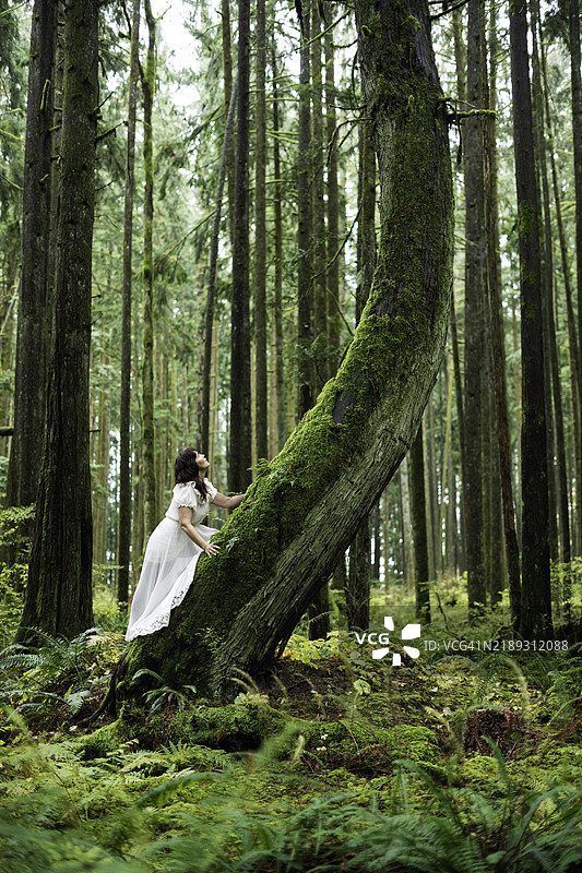 女子在温哥华攀爬一棵长满苔藓的倾斜树木图片素材
