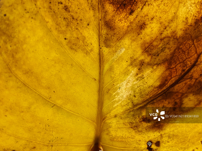 一片老旧的黄色叶子，展现出脉络和纹理的细节图片素材