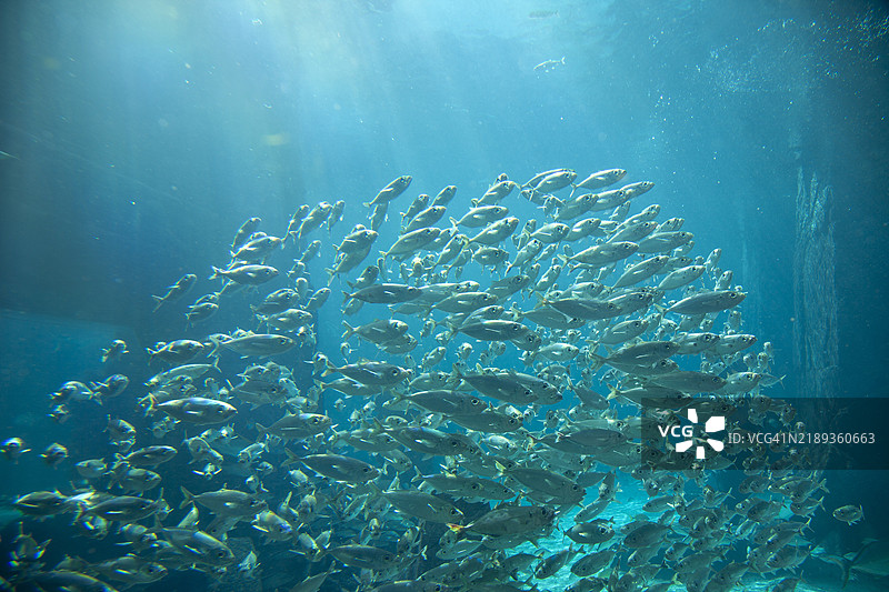 加勒比海的鱼类图片素材