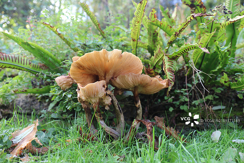 蜜环菌（Armillaria mellea）在蕨类植物下生长的特写镜头。图片素材