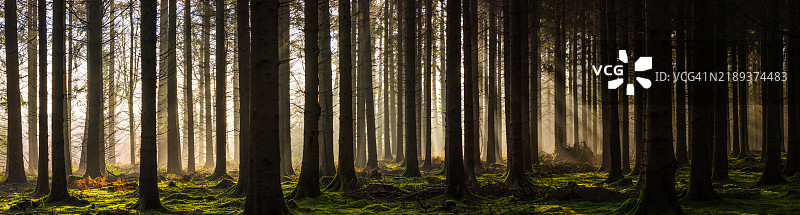 深林中金色阳光照耀着松树全景图片素材