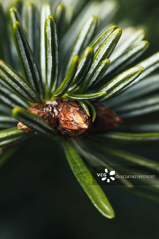 绿色云杉圣诞树枝图片素材