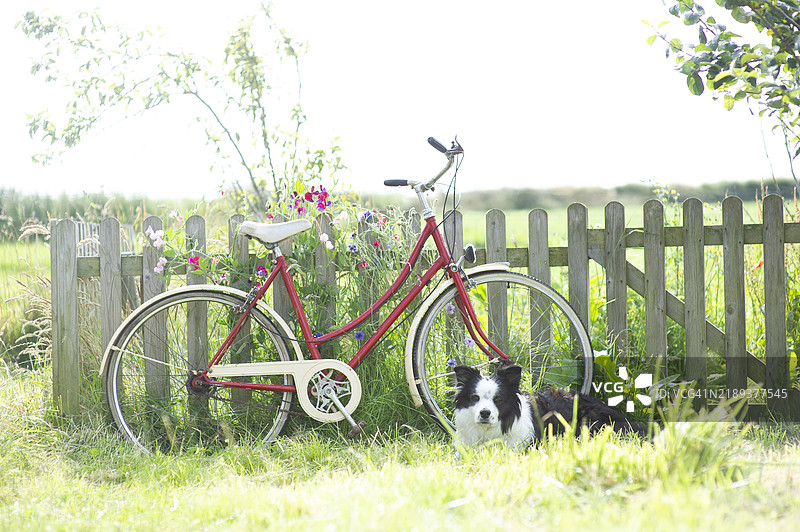 乡村里的自行车和边境牧羊犬图片素材
