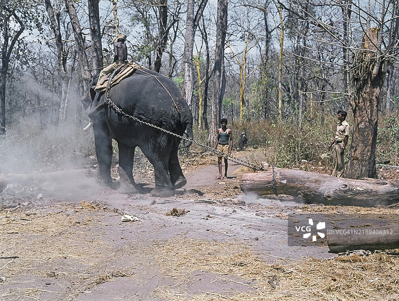 印度的家养大象在工作图片素材