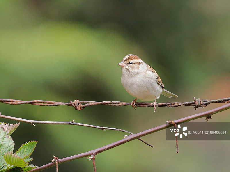 啄木雀图片素材