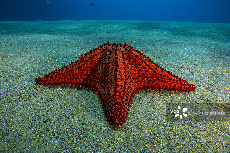 垫海星。图片素材