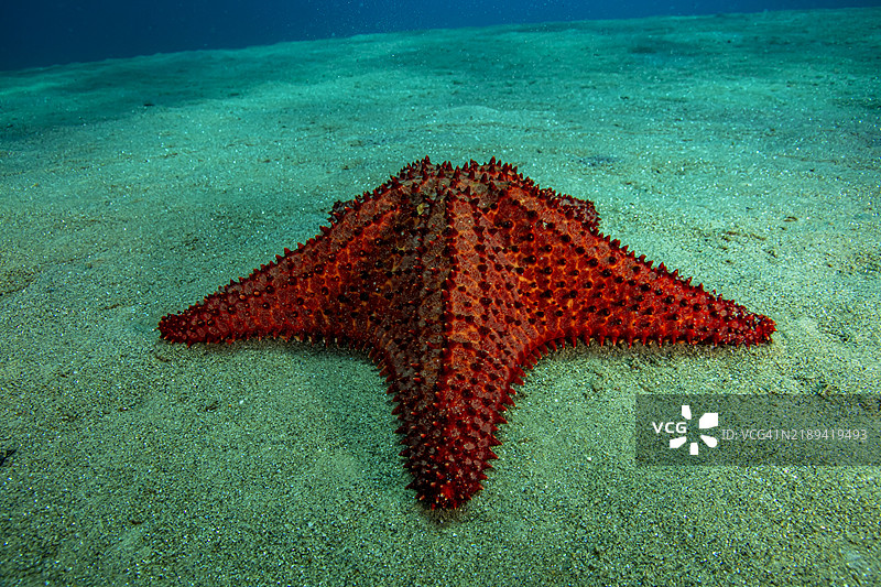 垫海星。图片素材
