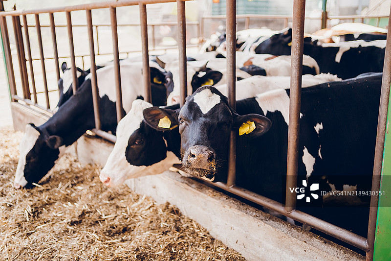 奶牛场的一群奶牛图片素材