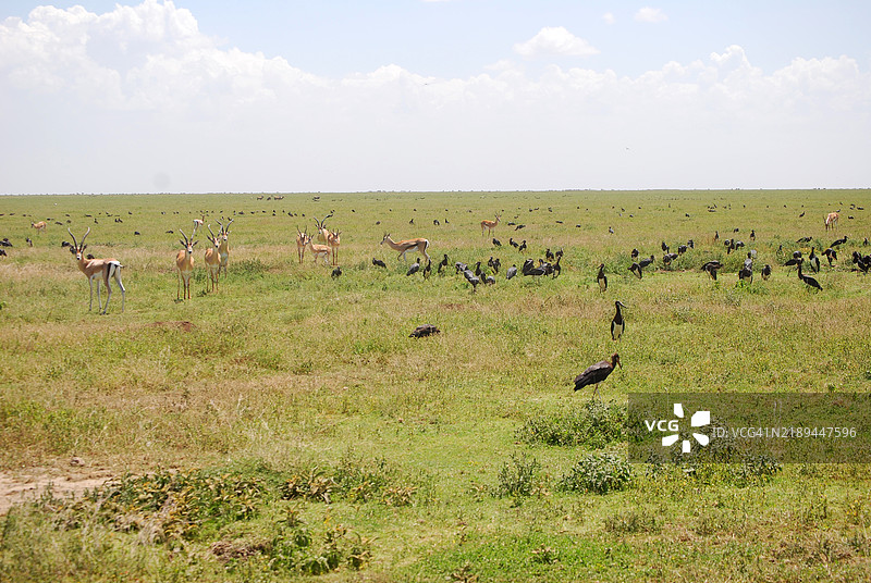 阿布丁鹳和羚羊在草原上图片素材