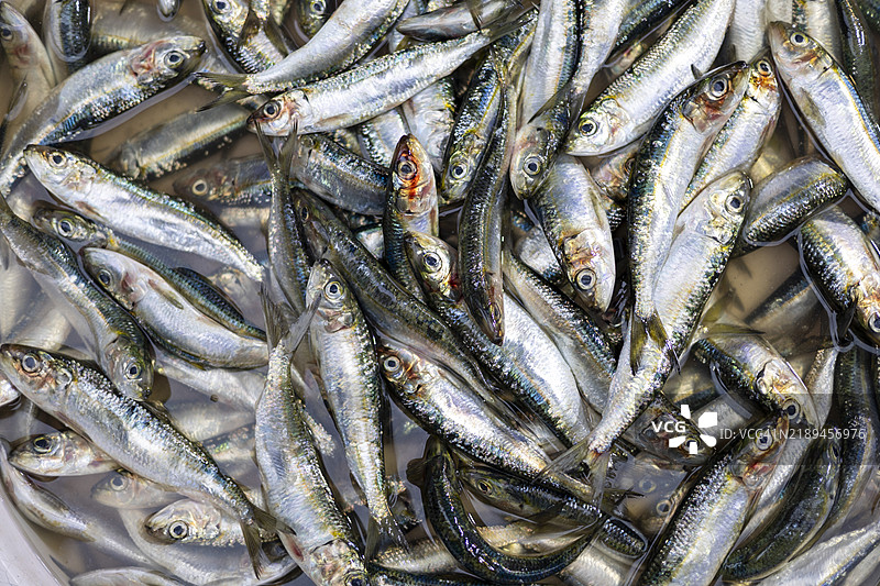 当地鱼市场摊位上暴露的鲱鱼。图片素材