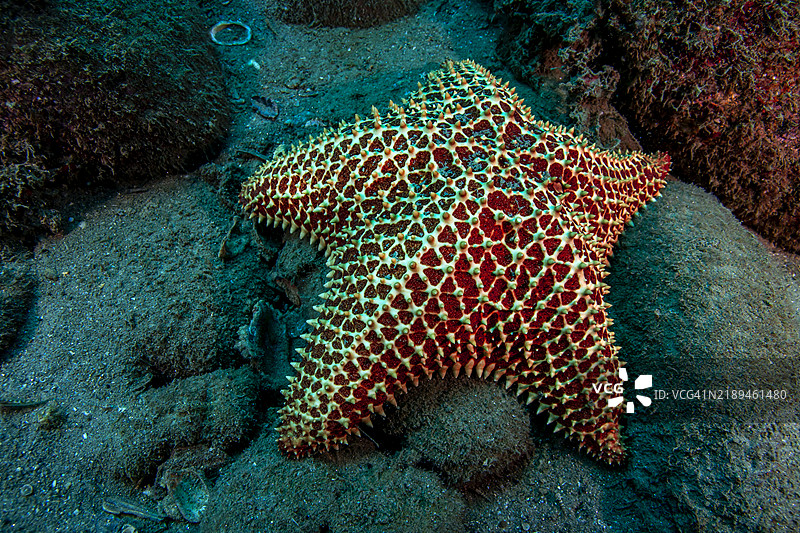 垫海星。图片素材