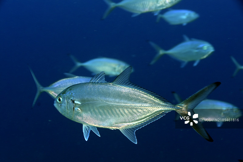 蓝色跑鞋。图片素材