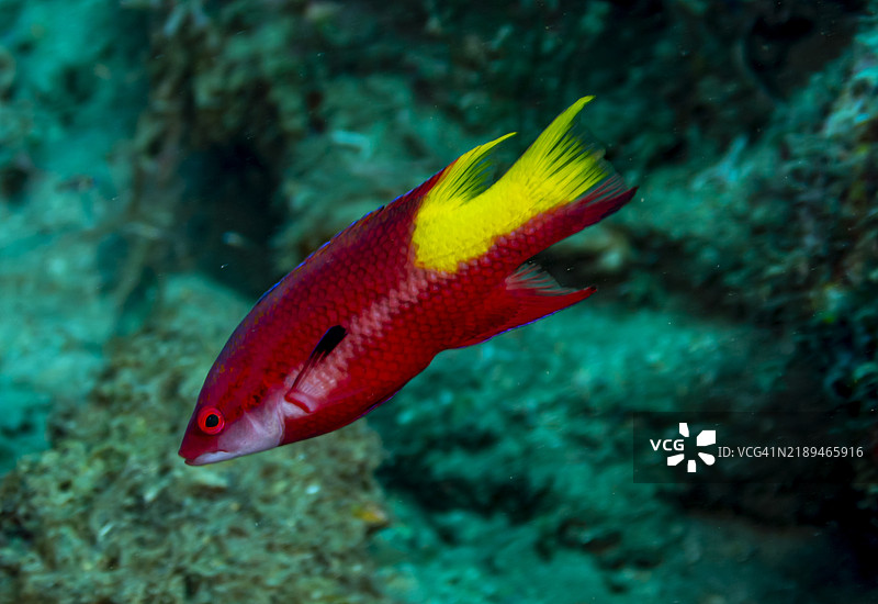 斑点猪鱼。图片素材