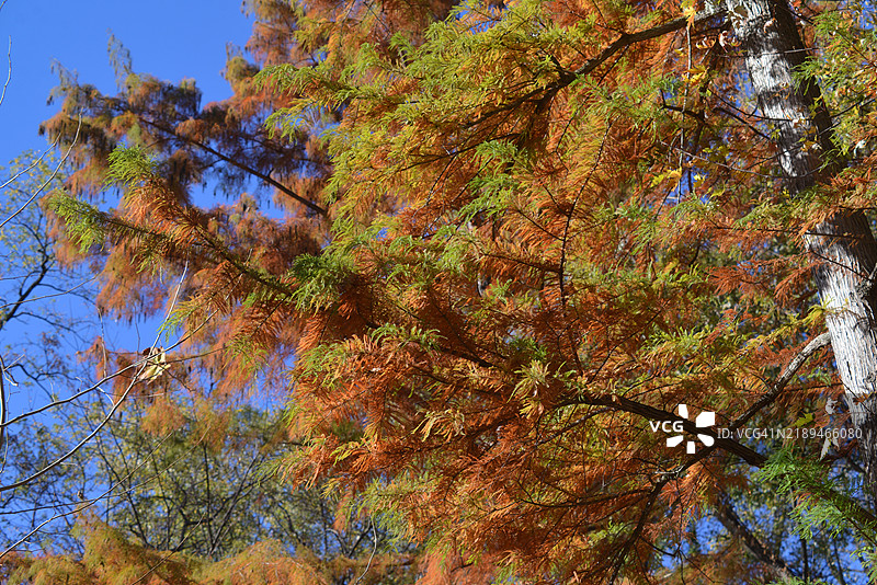 秋天的风景图片素材