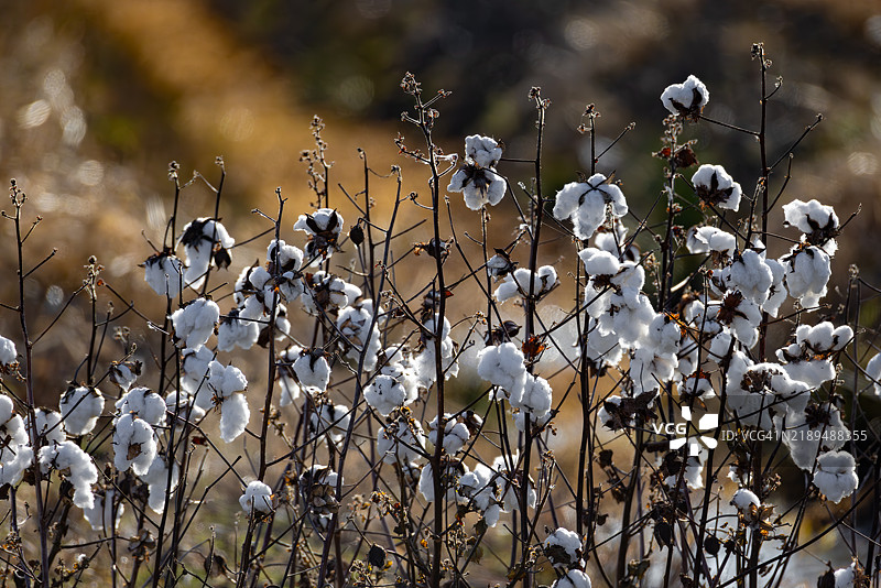 田野中的棉花植物图片素材