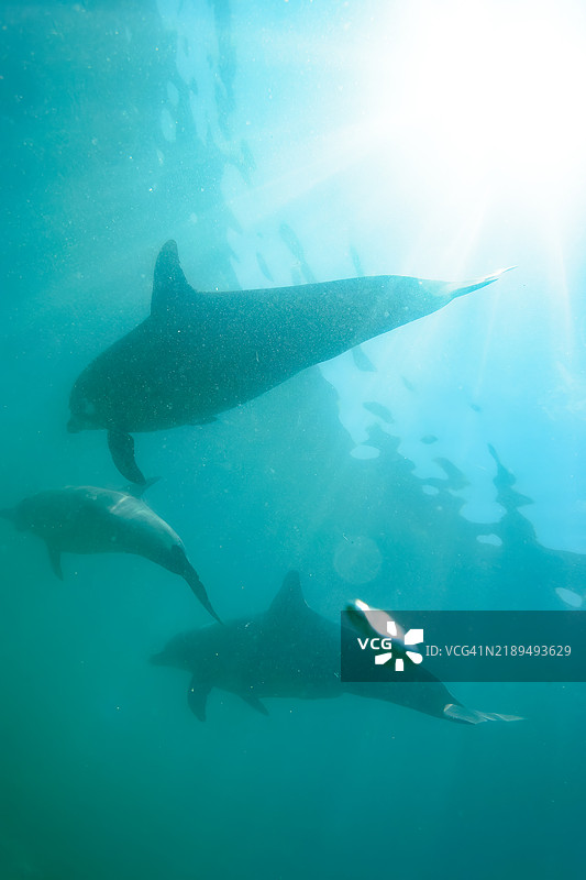一群可爱的印度洋宽吻海豚（Tursiops aduncus）在我们游泳时向我们打招呼。最小的白色海豚是今年出生的幼崽，跟在她后面的是她的母亲。图片素材