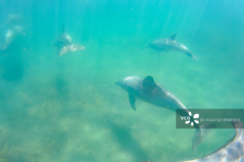 一群可爱的印度洋宽吻海豚（Tursiops aduncus）在我们游泳时向我们打招呼。最小的白色海豚是今年出生的幼崽，跟在她后面的是她的母亲。图片素材