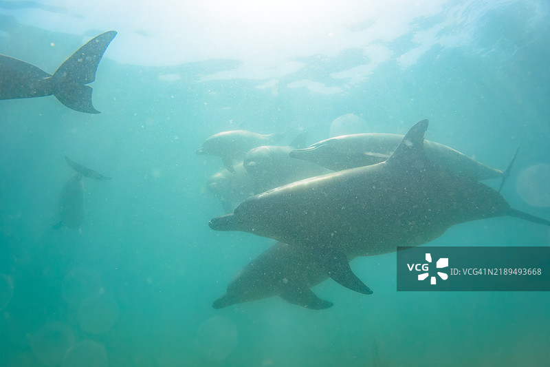 一群可爱的印度洋宽吻海豚（Tursiops aduncus）在我们游泳时向我们打招呼。最小的白色海豚是今年出生的幼崽，跟在她后面的是她的母亲。图片素材