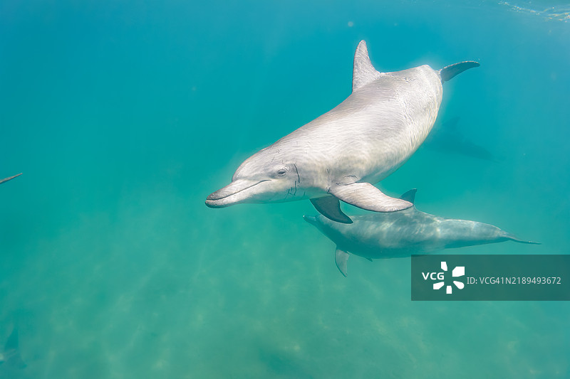 一群可爱的印度洋宽吻海豚（Tursiops aduncus）在我们游泳时向我们打招呼。最小的白色海豚是今年出生的幼崽，跟在她后面的是她的母亲。图片素材