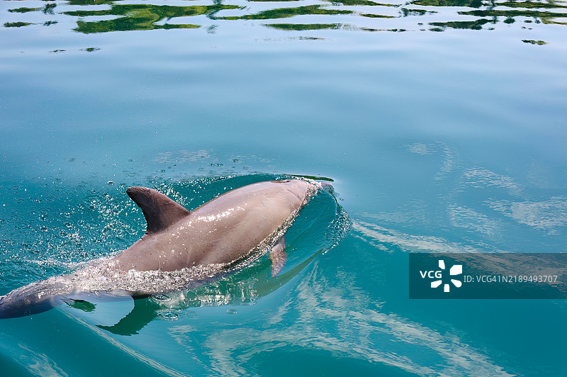 我们立刻被一群可爱的印度洋宽吻海豚（Tursiops aduncus）迎接。我们能够进行一些海豚观察。图片素材