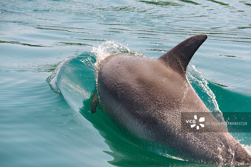 我们立刻被一群可爱的印度洋宽吻海豚（Tursiops aduncus）迎接。我们能够进行一些海豚观察。图片素材