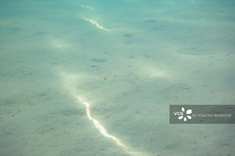 沙质浅滩是海草（Zostera marina）群落的栖息地，这是一种美丽而珍贵的海藻。图片素材